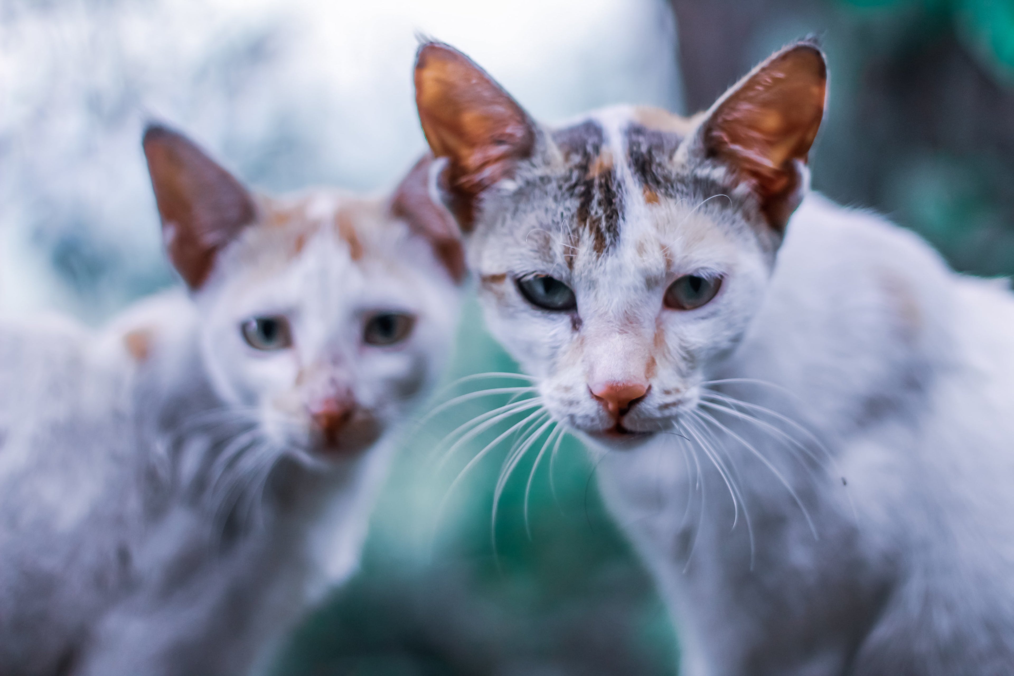Pet Necessities